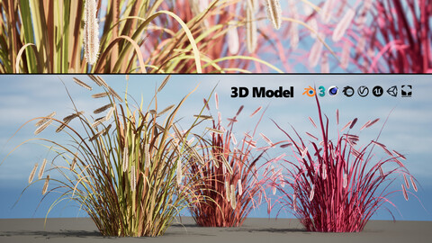 Low poy Crimson Catstail Fountain Grass 3d model