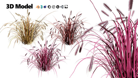 Purple Fountain Grass 3d model