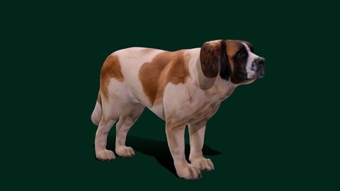 Saint Bernard Dog breed