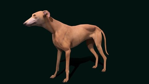 Greyhound Dog Breed