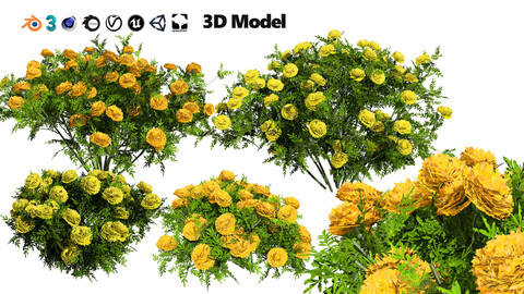 4 Vibrant Marigolds Low-Poly & High-Detail