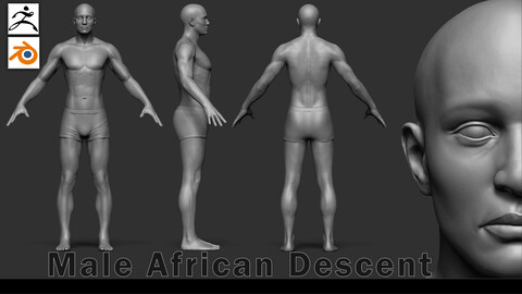 Male Anatomy Base Sculpt | Characters of Color Series | African Descent
