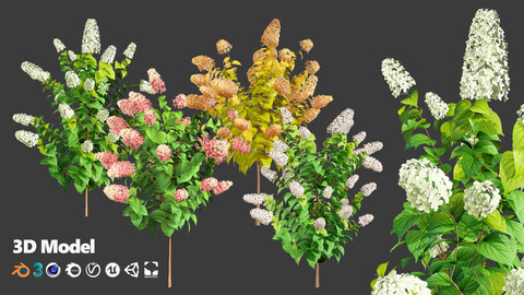 Blooming Limelight Hydrangea 3D Pack with Free Tutorial