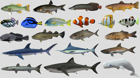 Low poly Fish Collection Animated - Game Ready Pack 1