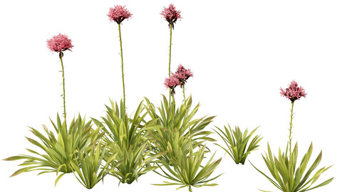 Doryanthes excelsa – Gymea Lily