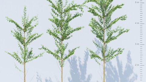 Alnus Glutinosa TREE - Tanaman Hias Corona-Vray-SKP 3D model