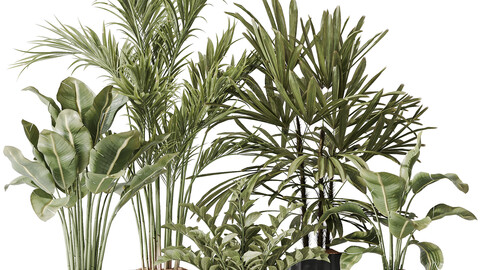 Indoor plant set 40