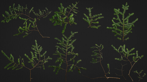 Eastern Hemlock Tree Branch Scans 01