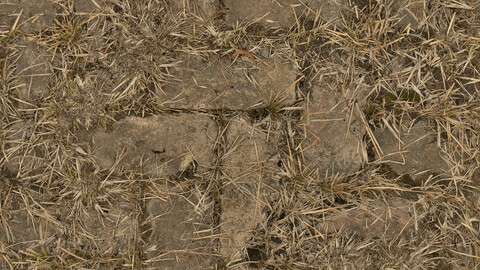 Grass Seamless Texture 2k (2048*2048) | EXR 5 | JPG 5 File Formats All Texture Apply After Object Look Like A 3D. (1K preview image)