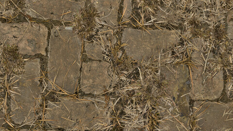 Grass Seamless Texture 2k (2048*2048) | EXR 5 | JPG 5 File Formats All Texture Apply After Object Look Like A 3D. (1K preview image)