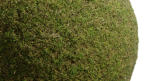 Grass Seamless Texture Patterns 2k (2048*2048) | EXR 5 | JPG 5 File Formats. (1K preview image)