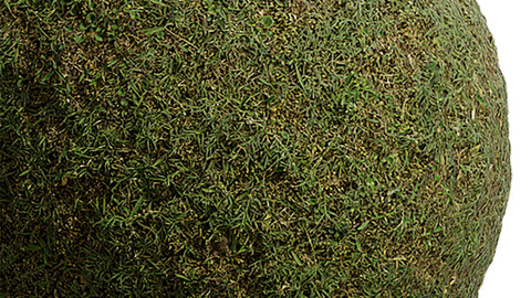 Grass Seamless Texture Patterns 2k (2048*2048) | EXR 5 | JPG 5 File Formats. (1K preview image)