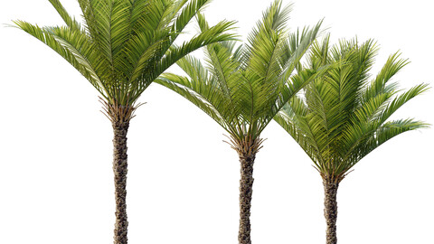 HQ Plants Phoenix Dactylifera Date Jurassic Palm Tree