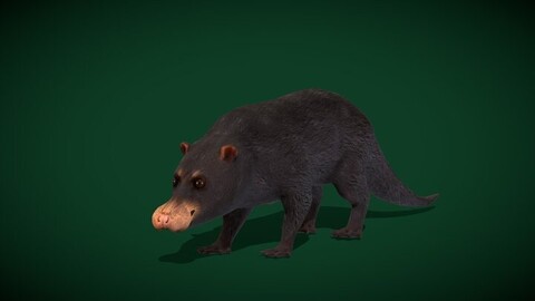 Otter Civet Mammal