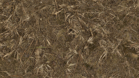 Grass Seamless Texture 2k (2048*2048) | EXR 5 | JPG 5 File Formats All Texture Apply After Object Look Like A 3D. (1K preview image)