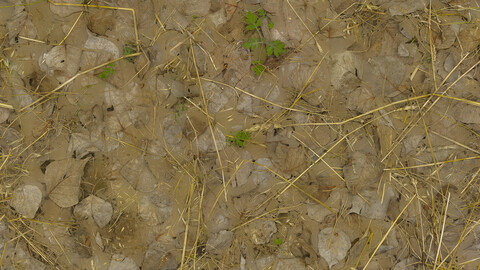 Grass Seamless Texture 2k (2048*2048) | EXR 5 | JPG 5 File Formats All Texture Apply After Object Look Like A 3D. (1K preview image)