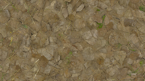 Grass Seamless Texture 2k (2048*2048) | EXR 5 | JPG 5 File Formats All Texture Apply After Object Look Like A 3D. (1K preview image)