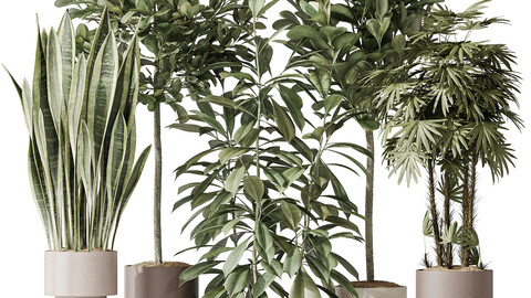 Indoor plant set 46