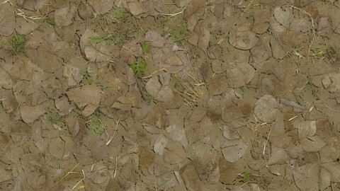 Grass Seamless Texture 2k (2048*2048) | EXR 5 | JPG 5 File Formats All Texture Apply After Object Look Like A 3D. (1K preview image)