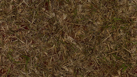 Grass Seamless Texture 2k (2048*2048) | EXR 5 | JPG 5 File Formats All Texture Apply After Object Look Like A 3D. (1K preview image)