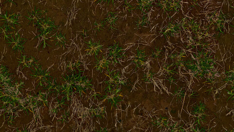 Grass Seamless Texture 2k (2048*2048) | EXR 5 | JPG 5 File Formats All Texture Apply After Object Look Like A 3D. (1K preview image)