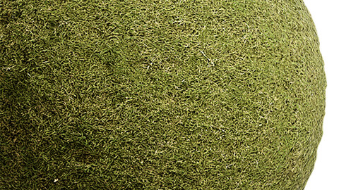 Grass Seamless Texture Patterns 2k (2048*2048) | EXR 5 | JPG 5 File Formats. (1K preview image)