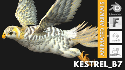 Kestrel_B7