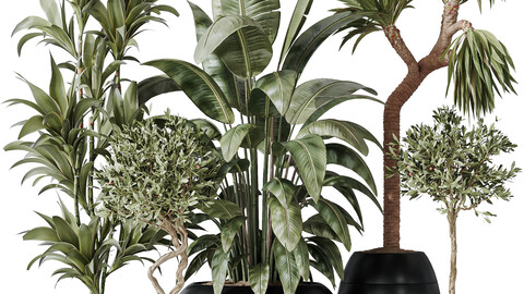 Indoor plant set 47