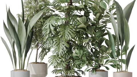 Indoor plant set 48