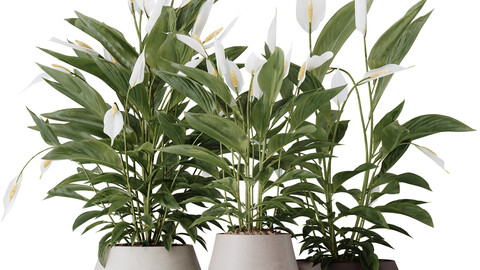 HQ HousePlants Spathiphyllum Wallisii Bellini Peace Lily Domino