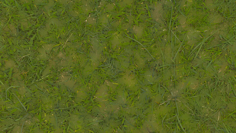 Grass Seamless Texture 2k (2048*2048) | EXR 5 | JPG 5 File Formats All Texture Apply After Object Look Like A 3D. (1K preview image)