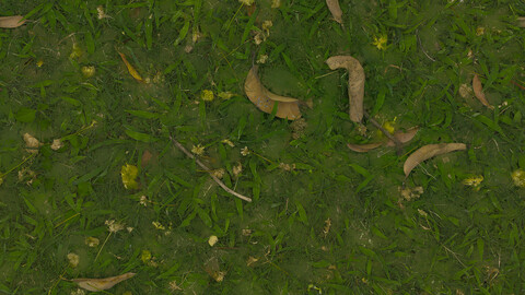 Grass Seamless Texture 2k (2048*2048) | EXR 5 | JPG 5 File Formats All Texture Apply After Object Look Like A 3D. (1K preview image)