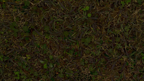 Grass Seamless Texture 2k (2048*2048) | EXR 5 | JPG 5 File Formats All Texture Apply After Object Look Like A 3D. (1K preview image)