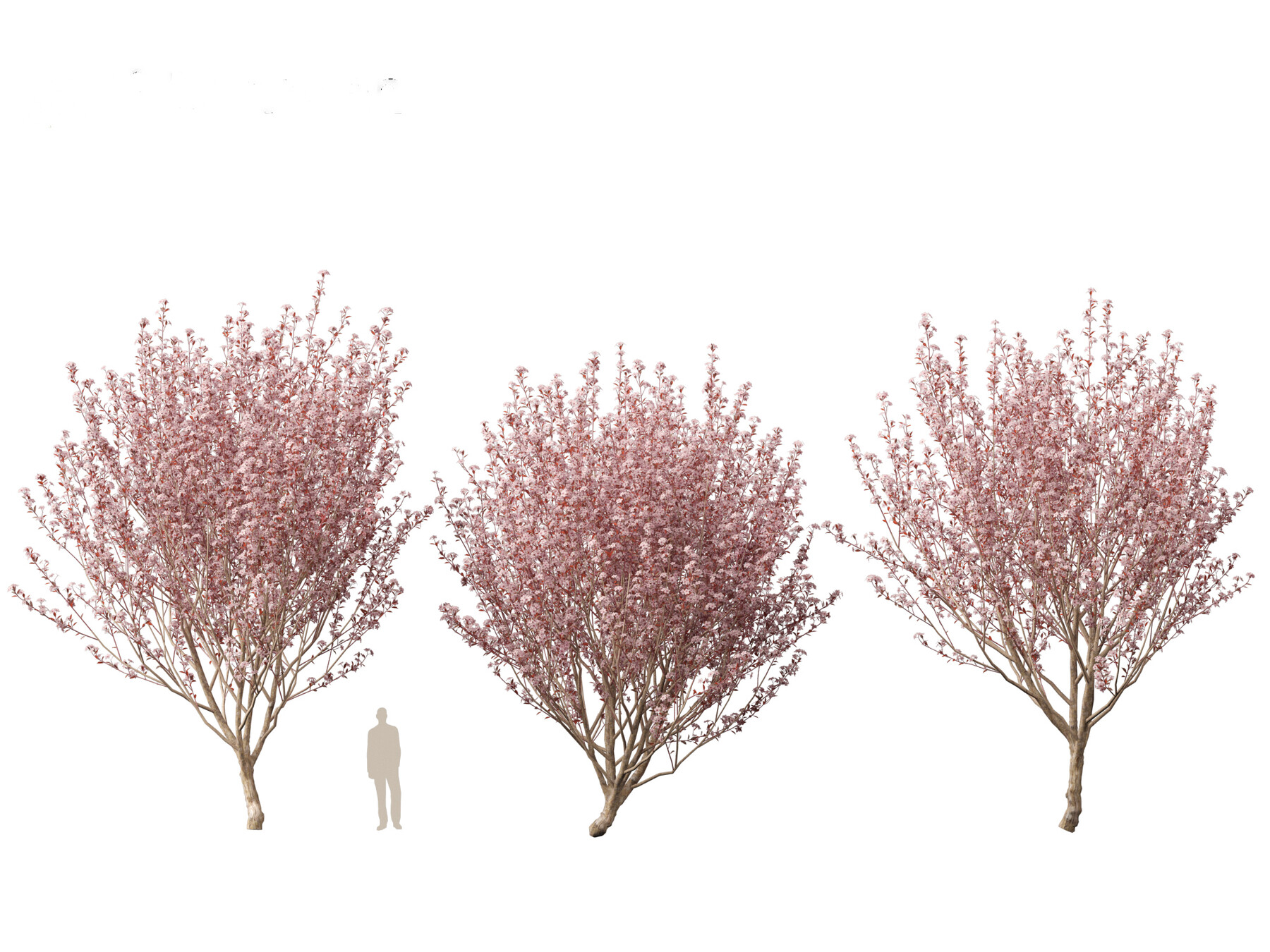 ArtStation - Prunus Cerasifera Newport - Cherry Plum | Resources