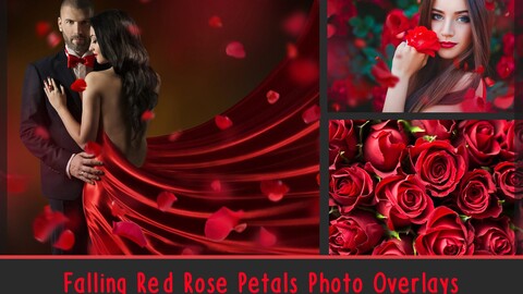 Falling Rose Petals Photo Overlays