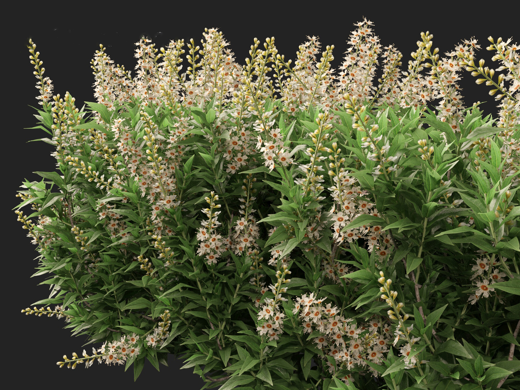 ArtStation - Prunus laurocerasus Otto Luyken - Cherry laurel | Resources