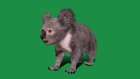 Koala Bear Mammal