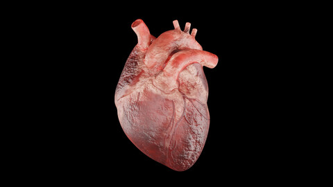 Human Heart - Realistic Human Heart Anatomy