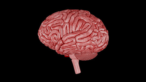 Human Brain 3D Model - Realistic Human Brain Anatomy