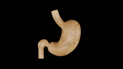 Human Stomach 3D Model - Realistic Human Stomach Anatomy