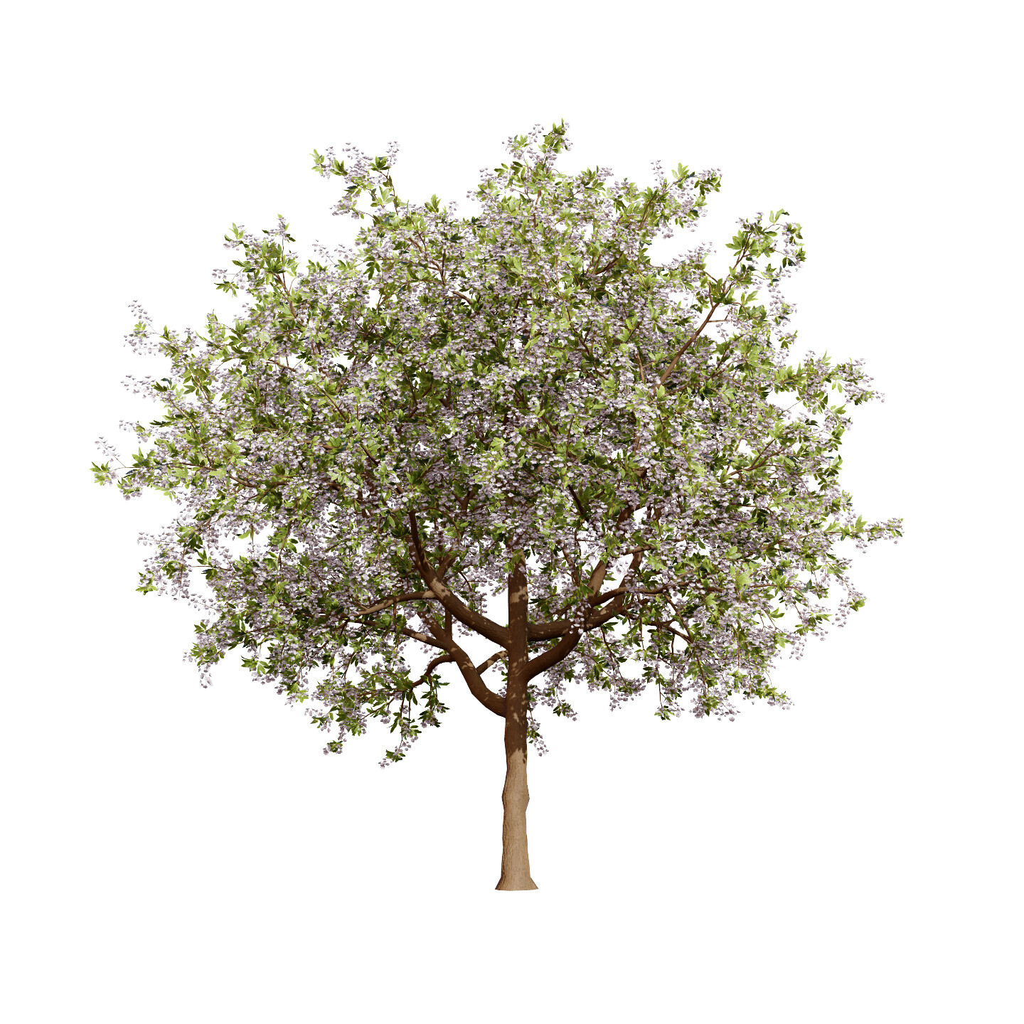 ArtStation - Tree Season Prunus serotina trees | Resources