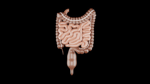 Human Intestines 3D Model - Realistic Human Intestines Anatomy