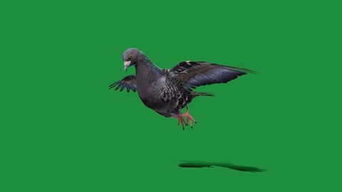 Pigeon Bird Breed