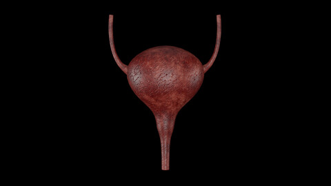 Bladder 3D Model - Realistic Human Bladder Anatomy