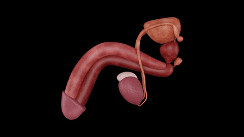 Male Reproductive System - Realistic Human Reproductive System Anatomy