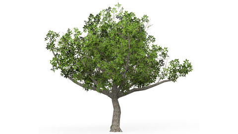 Game Ready Tree 02