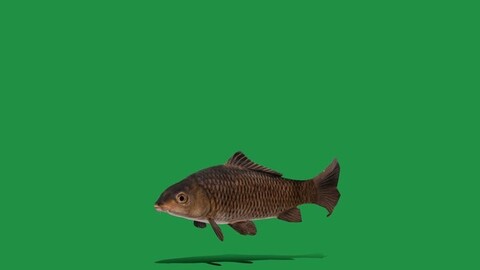 Common Carp Fish