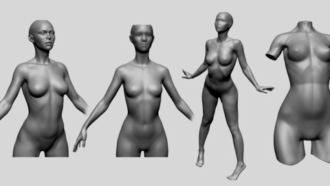 Female Basemesh and Anatomy Models