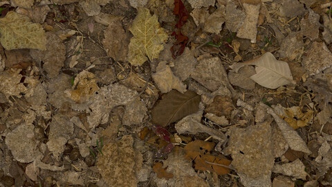 Ground Seamless Texture 2k (2048*2048) | EXR 5 | JPG 5 File Formats All Texture Apply After Object Look Like A 3D. (1K preview image)