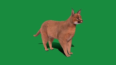 Caracal Wild Cat